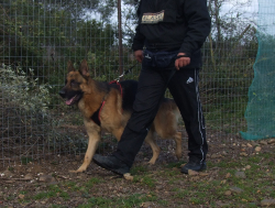cane al guinzaglio